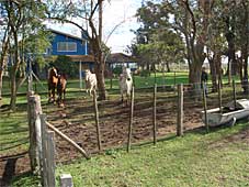 Take a ride with our horses and discover the beautiful nature of Argentina